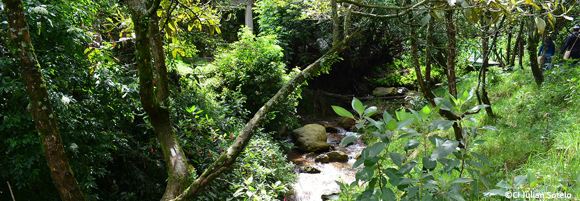 _© Conservation International_photo by Julian Sotelo-dos(1).jpg
